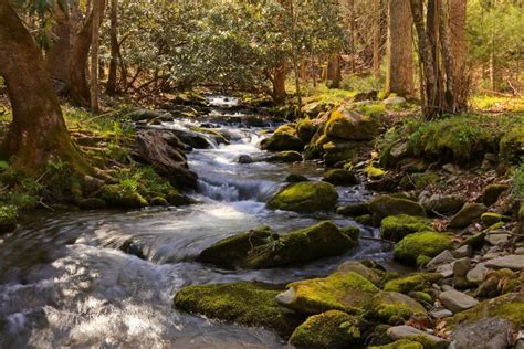 The Brook .